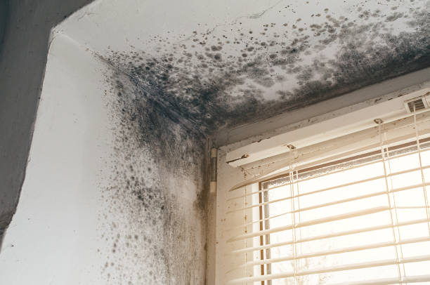 Affordable Black Mold Remediation solutions in Bethel, NC